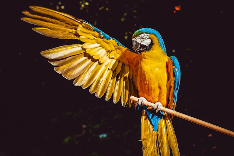 American Parrots Can Be Jury.